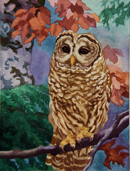 Barred owl