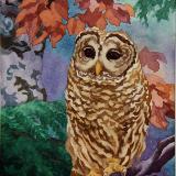 Barred owl